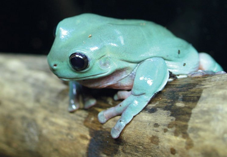 Whites Treefrog745