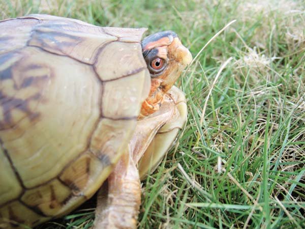 Turt1