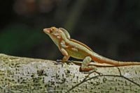 Crested Anole200