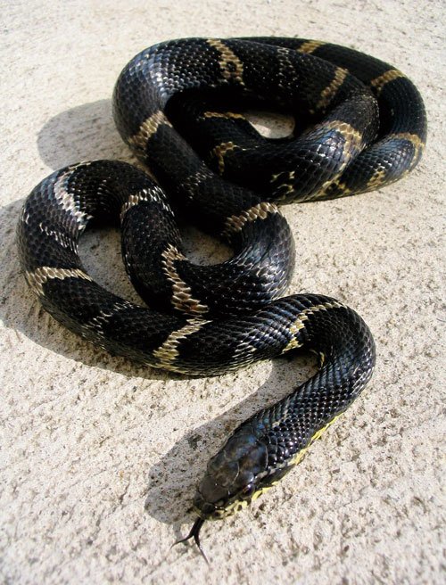 Russian Rat Snake 1 500