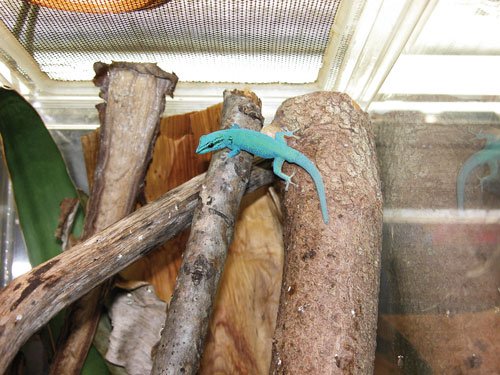 Electric Blue Day Gecko