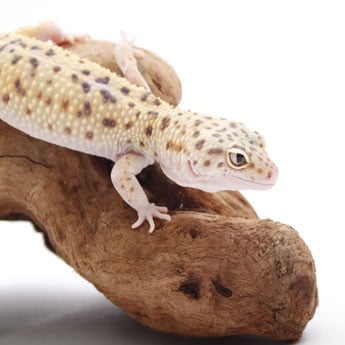 Leopard Gecko