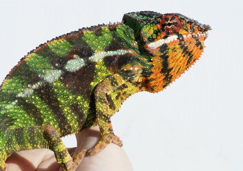 Panther Chameleon 1