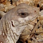 Desert Iguana6