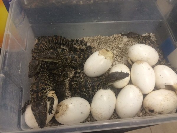 Crocodiles Phs