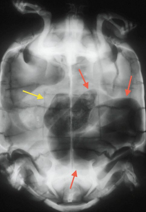 Tortoise X Ray