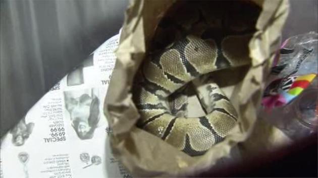 Ball Python In Trash