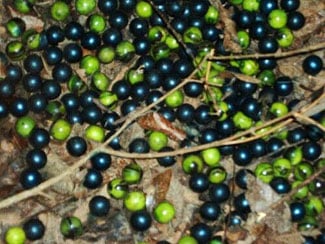 Unknown Eggs