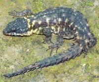 Newcongolizard200