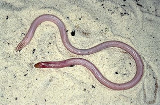 Worm Lizard