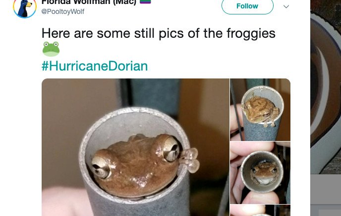 Cuban Tree Frogs