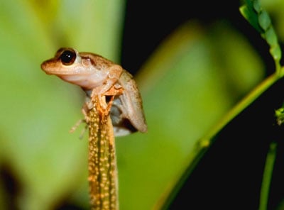 Colqui Frog Image