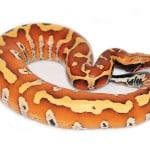 Bloodpython3
