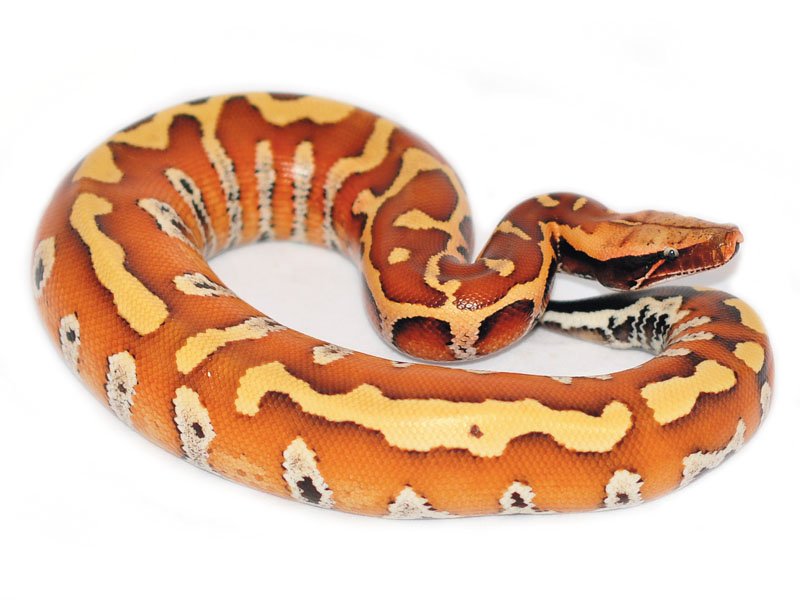 Bloodpython3