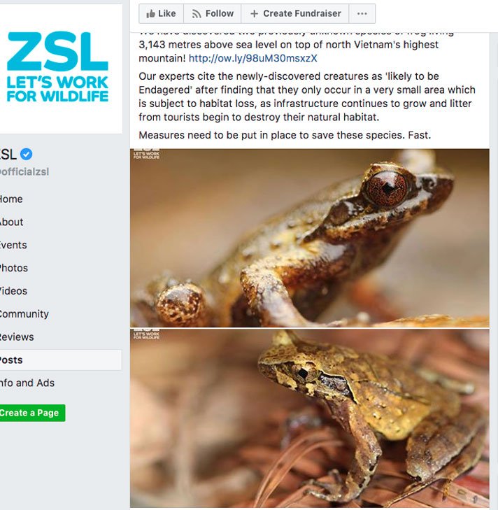 Zsl Frogs
