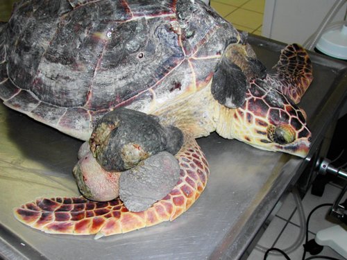 Fibropapillomas500