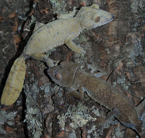 Giant Leaf Tailed Gecko