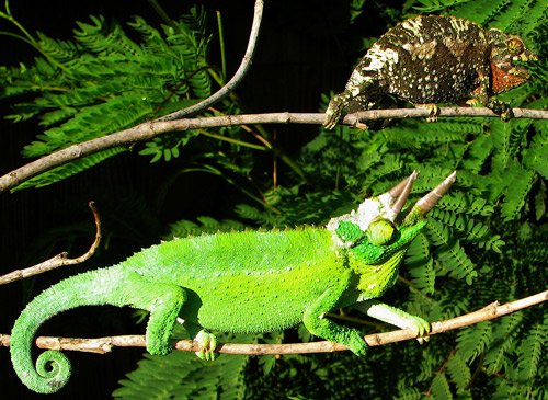 Jacksons Chameleon1