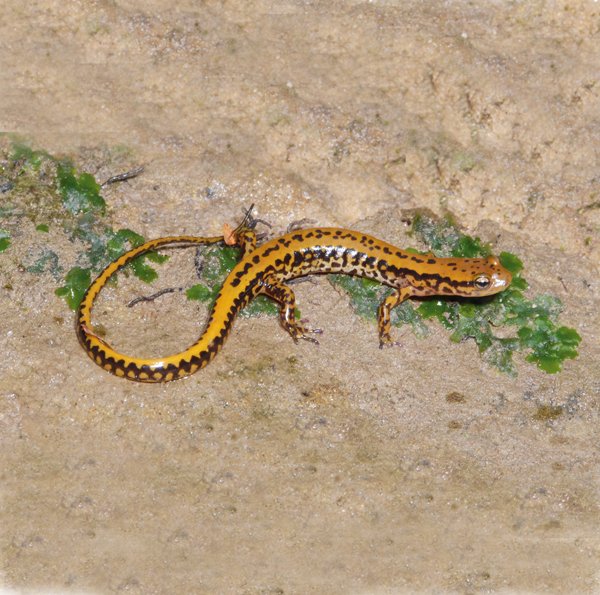 Fieldherpeuryceanw Al