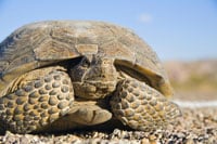 Deserttortoise Ts 200