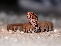 Cottonmouth200