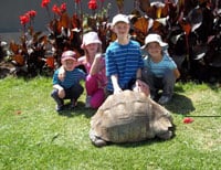 Leopardtortoise 200