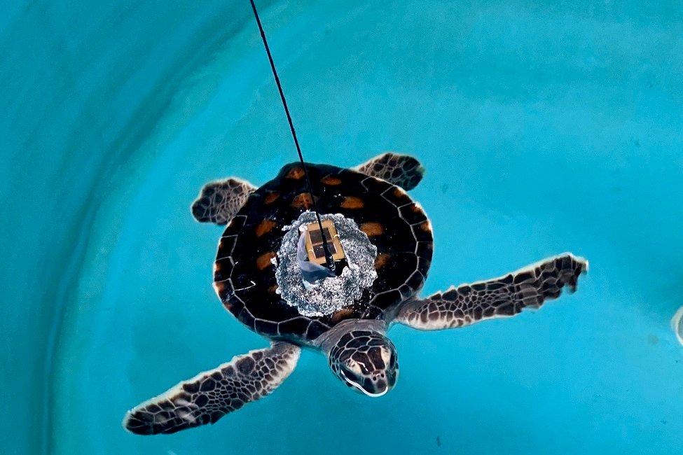 Green Turtle Release 2020