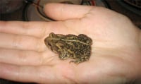 Scrappy Toad 200