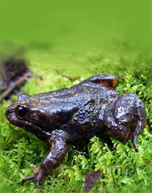Bawbawfrog Damian Goodall