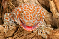 Tokay 200