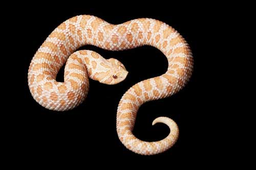 Western Hognose Snake500