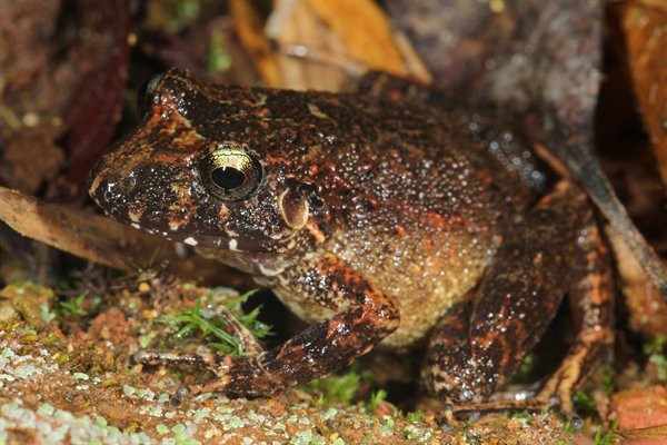 Robber Frog