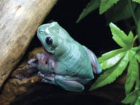 Frog 3 200