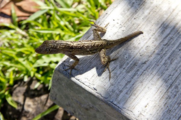 Anole Missingtail600