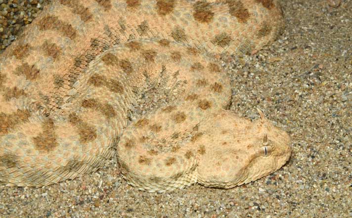 Horned Sand Viper
