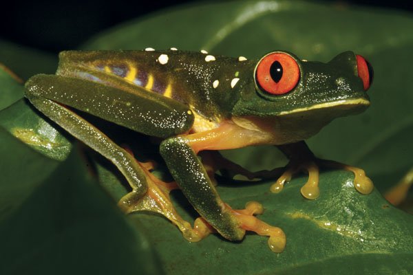 Red Eyed Treefrog Image