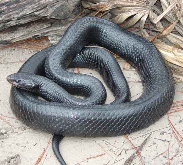 Eastern Indigo Snake600