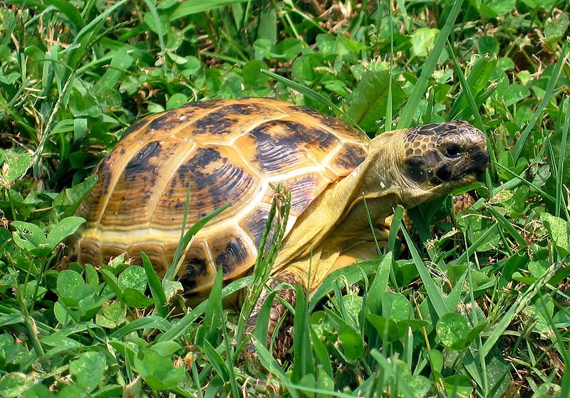 Testudo Horsefieldii