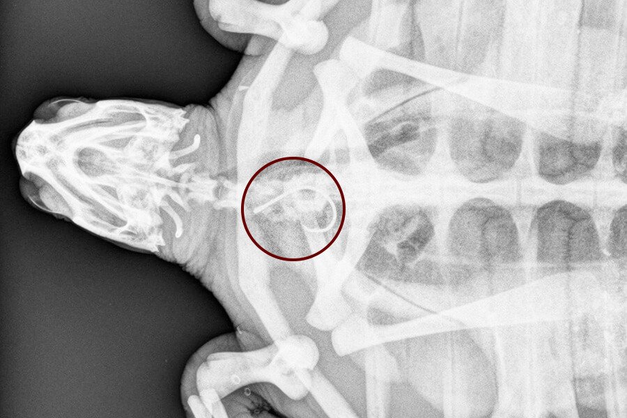 Kernel Radiograph