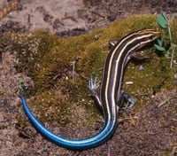 Five Lined Skink200