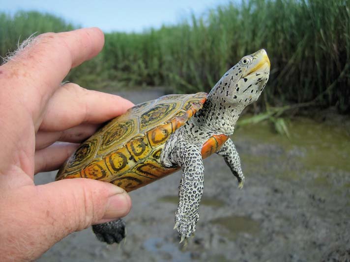 Terrapin4