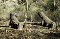 Komodo Dragons 200