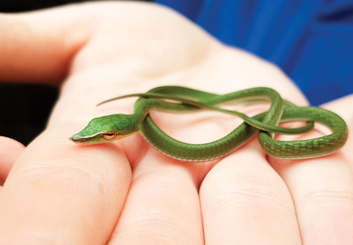 Asian Vine Snake