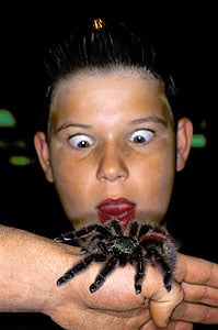 Tarantulas And Scorpions