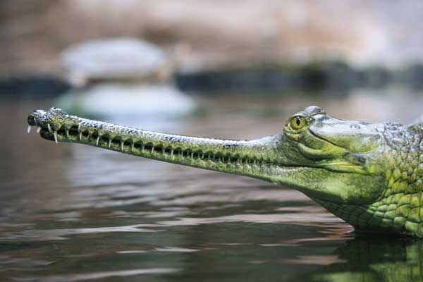 Gavialis Gangeticus600