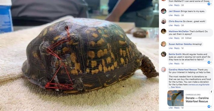 Turtle Bra Clasps