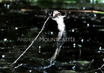 Frog Fail343