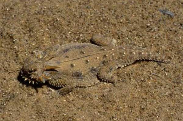 Phrynosoma Mcallii