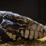 Black Tegu