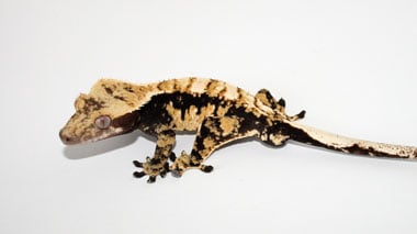 Brchoice Crestedgecko380